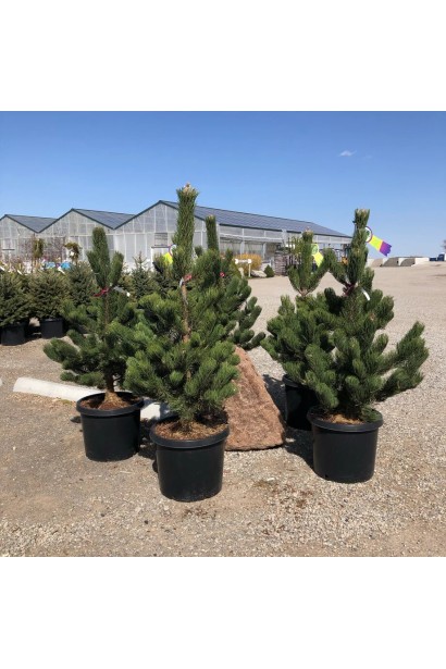 Сосна чорна / австрійська Орегон Грін саджанці